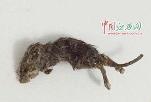 穷人养鼠大法娱乐吃瓜